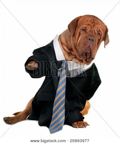 Dogue de bordeaux oblečený jako podnikatel