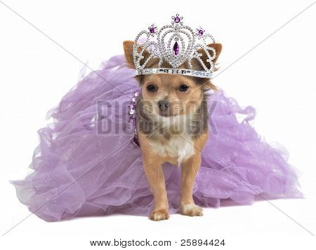 Prinsesse hund med diadema og storslåede kjole