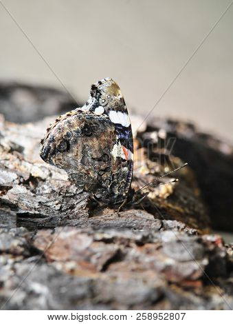Vanessa Atalanta, The Red Admiral Or Previously, The Red Admirable, Day Butterfly From The Family Of