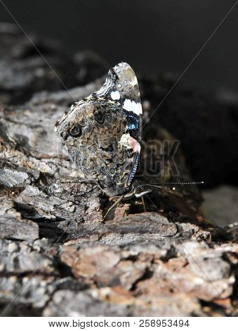 Vanessa Atalanta, The Red Admiral Or Previously, The Red Admirable, Day Butterfly From The Family Of