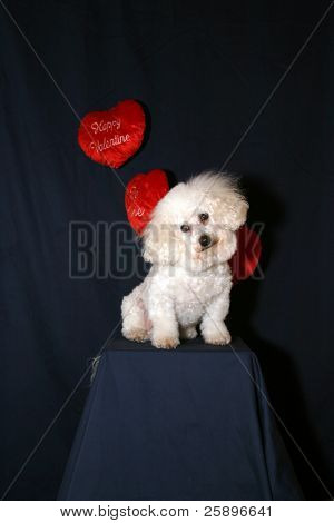 Beau en Bichon Frise, udgør på en piedestal med hængende Valentine dag hjerter