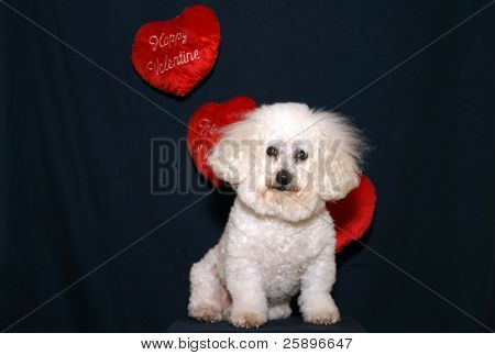 Beau en Bichon Frise, udgør på en piedestal med hængende Valentine dag hjerter