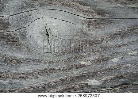 Well-viewed Structure On A Dry Tree. The Contour Of The Pattern In The Form Of A Small Circle With W