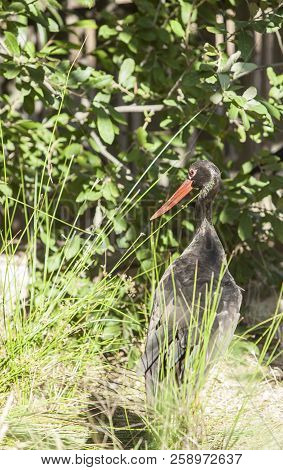 Black Stork At Los Hornos Recovery Center Of Wildlife, Caceres, Spain
