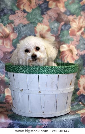 Fifi Dwuchromian Obszukać uśmiecha się w jej kosz