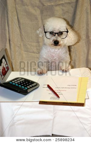 Beau en Bichon Frise udøver virksomhed ved sit skrivebord på hans kontor