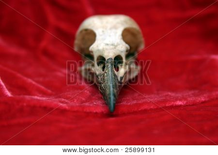 Wrona czaszki na czerwonego aksamitu