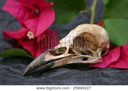 kråka dödskalle på svart papper med rosa bougainvillea blommor och gröna blad