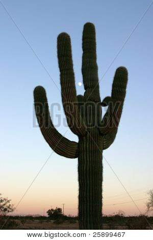un clásico Cactus Saguaro al atardecer en el arizona del desierto con la luna en el cielo