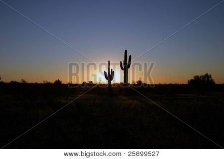 cactus saguaro clásico en el amanecer de arizona