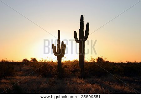 cactus saguaro clásico en el amanecer de arizona