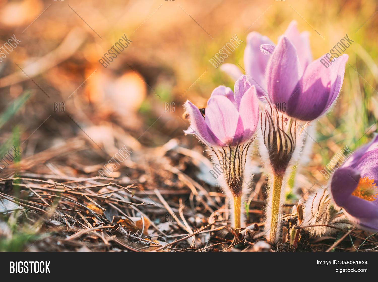 Belarus. Wild Spring Image & Photo (Free Trial) Bigstock
