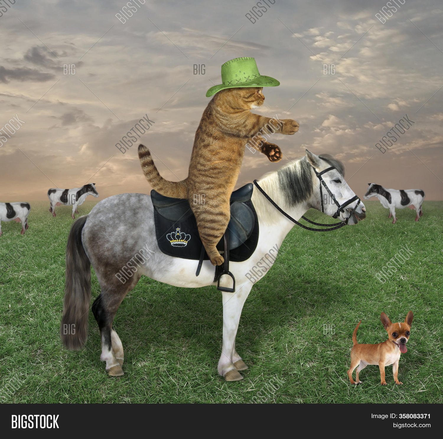 Beige Cat Cowboy Hat Image & Photo (Free Trial) Bigstock