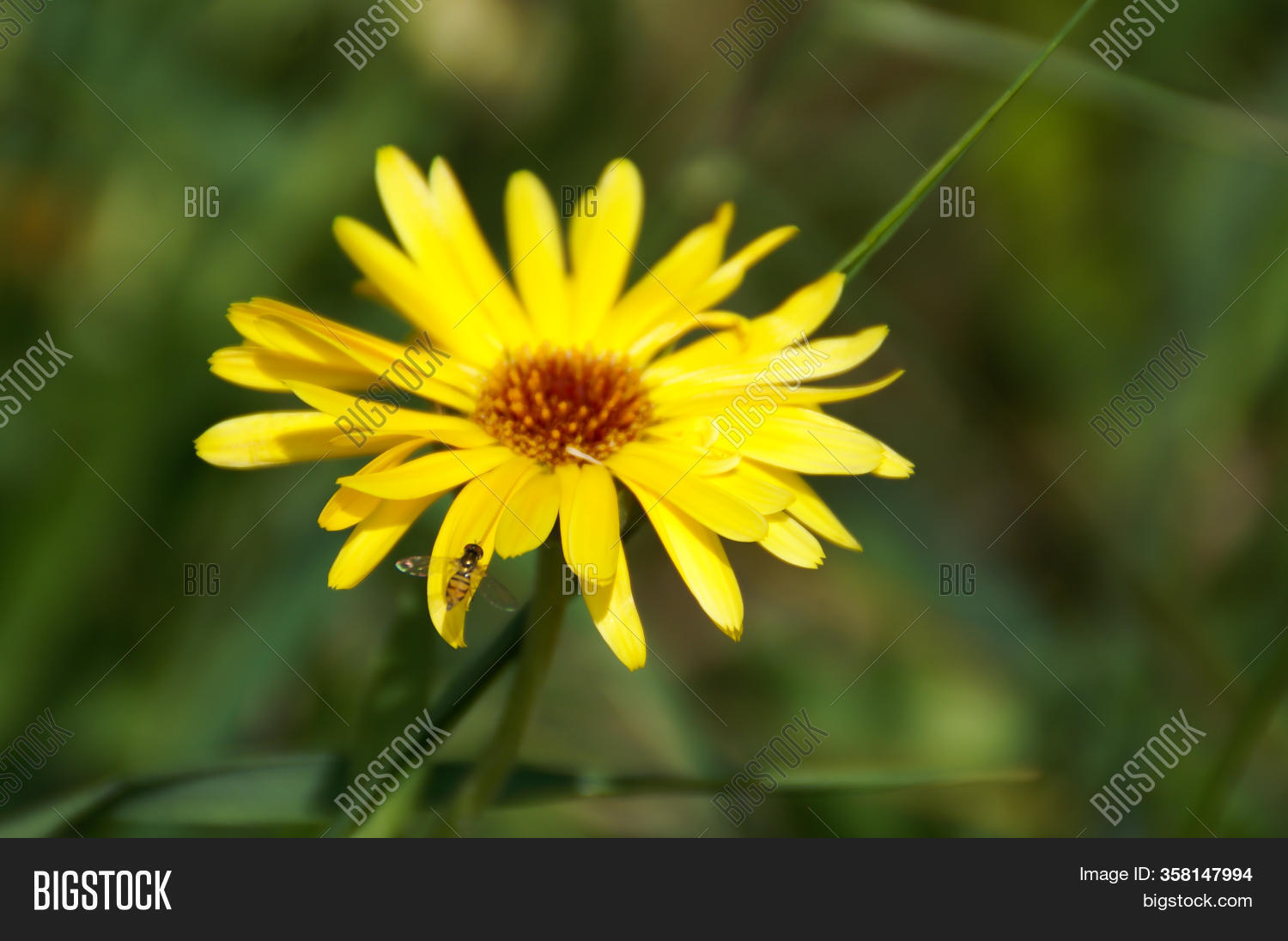 Yellow Flower Brown Image & Photo (Free Trial) Bigstock