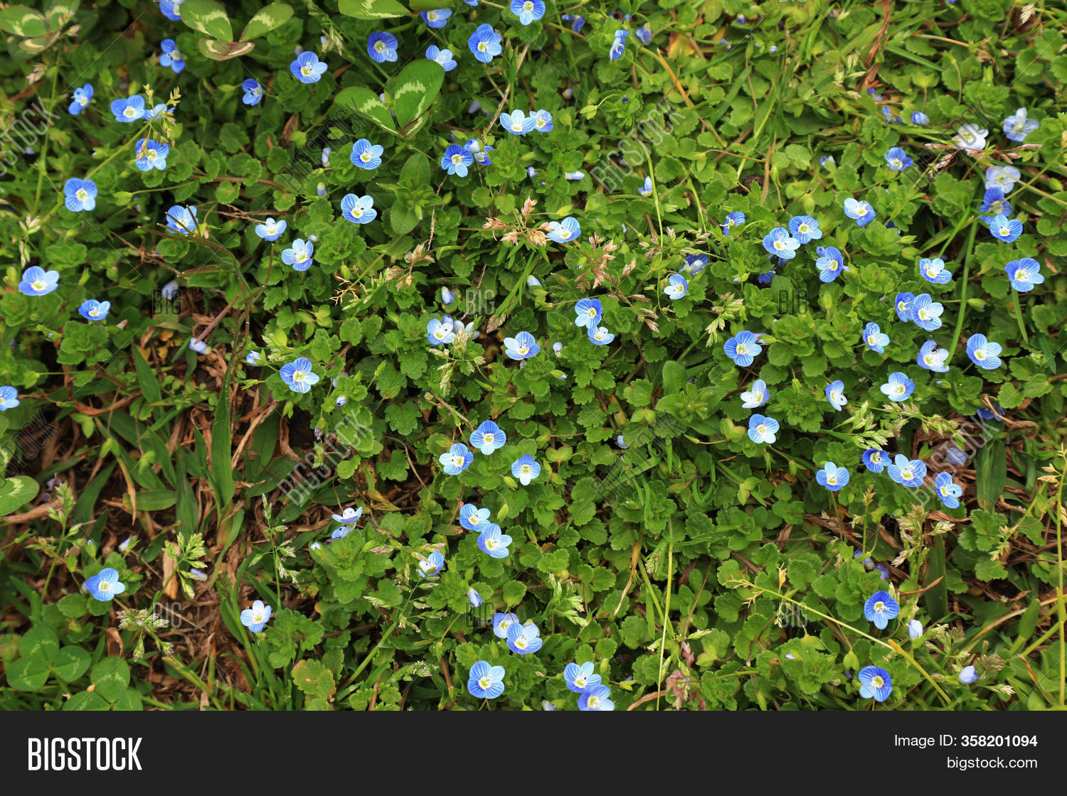 Little Blue Flowers Image & Photo (Free Trial) Bigstock