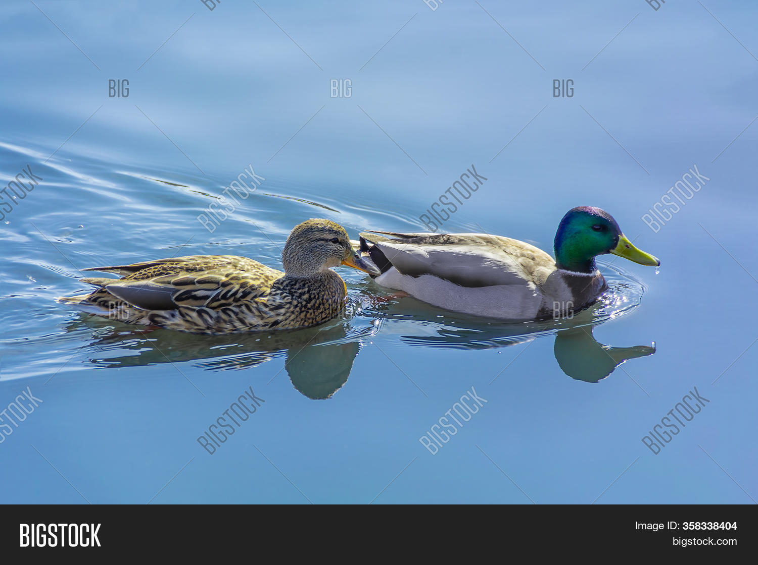 Duck Drake Swimming. Image & Photo (Free Trial) | Bigstock