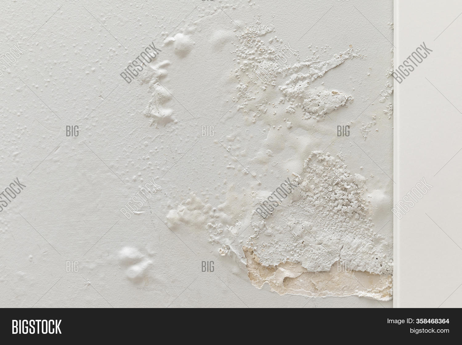 Fungus On Wall Freshly Image & Photo (Free Trial) Bigstock