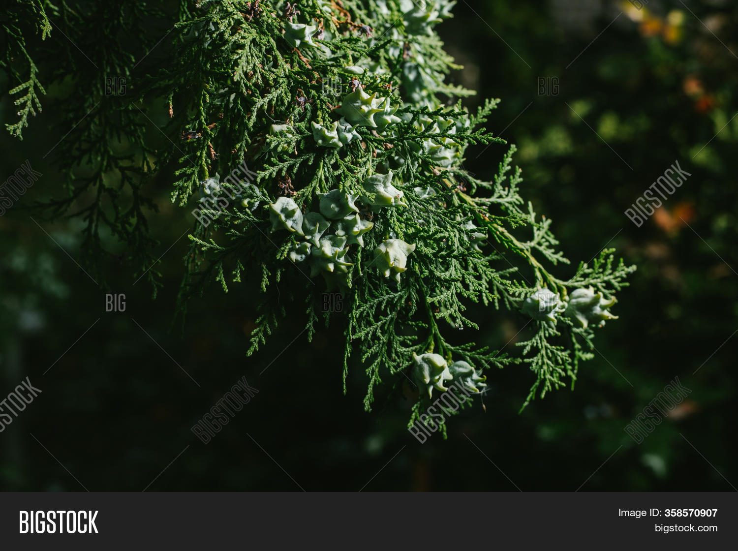 Thuja Occidentalis Image & Photo (Free Trial) | Bigstock