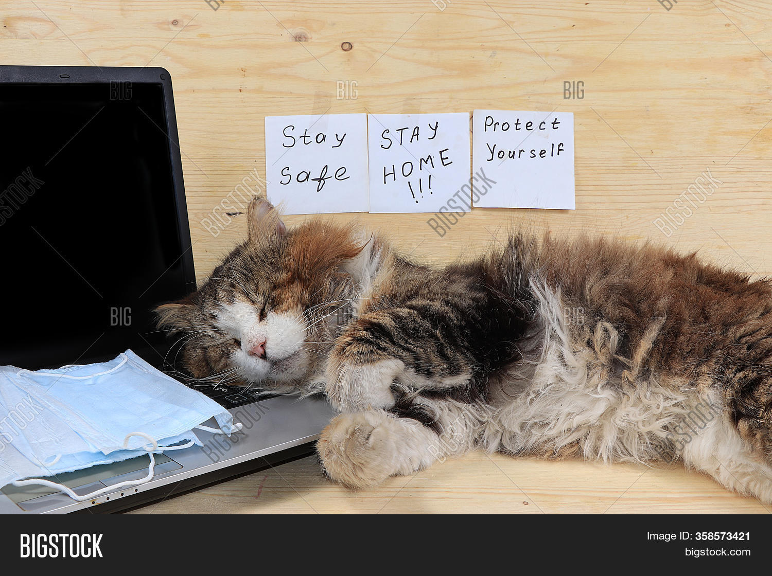 Home Office, Cat Image & Photo (Free Trial) Bigstock