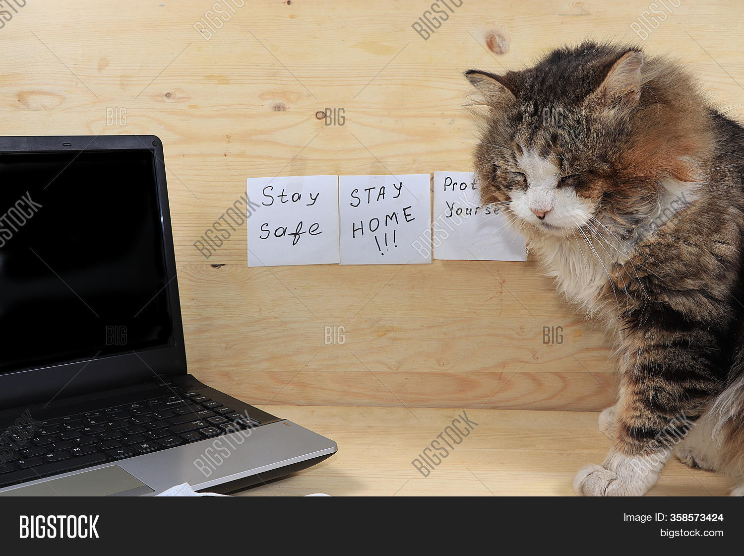 Home Office, Cat Image & Photo (Free Trial) Bigstock