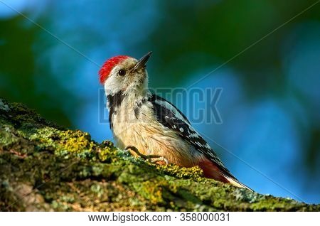 Middle Spotted Woodpecker (Dendrocopos medius) in natural habitat
