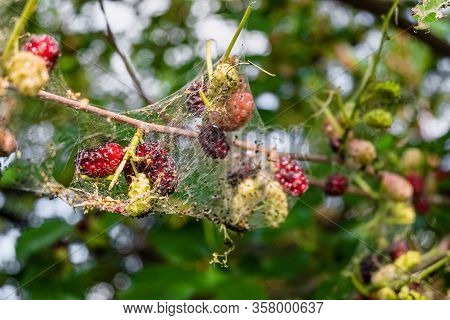 Mulberry Berries In A Web Of Caterpillars Of An American White Butterfly. Pest Insect Destroy Plant.