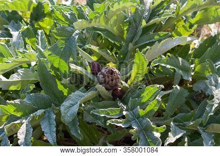 Artichokes Growing In A Garden. Fresh Vegetables For Healthy Life And Diet. Plant Of Artichoke. Clos