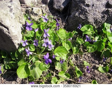 Viola Odorata Growing In Spring
