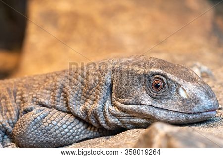 Savannah Monitor (varanus Exanthematicus)