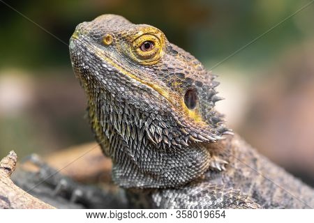 Central Bearded Dragon (pagona Vitticeps)