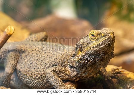 Central Bearded Dragon (pagona Vitticeps)