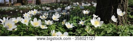 Panoramic View Of Beauitful White Spring Flowers Of Anemone Nemorosa, Growing Outdoors In A Natural 