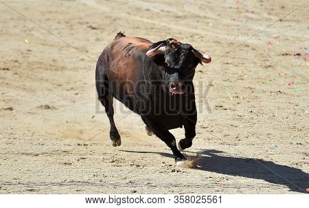 A Strong Bull With Bg Horns Running In Spanish Bullring