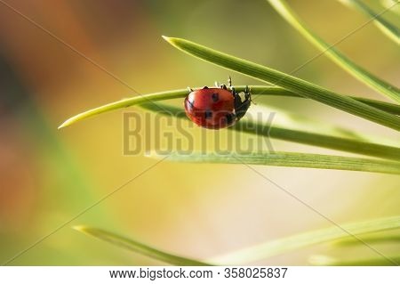Ladybug Crawling Upside Down On A Fir Needle