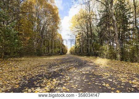 Orange Leaves Of Trees In The Autumn Season, Nature In The Park, The Specifics Of The Autumn Season 