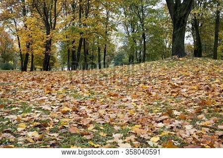 Maple Leaves In Autumn, Seasonal Changes In Nature