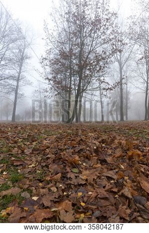 Warm Weather In The Park In The Autumn Season, Real Autumn In The Daytime
