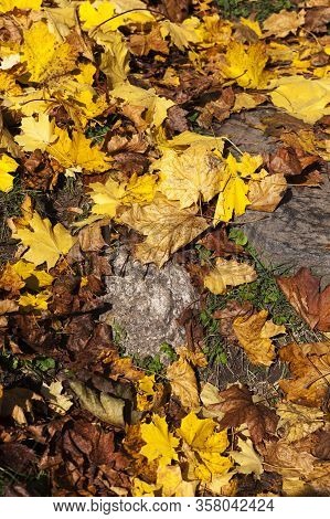 Park With Trees Blooming In Autumn, Beautiful Nature In Europe