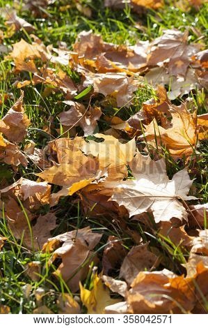 Sunny Or Cloudy Autumn With Trees That Change The Color Of The Foliage, Park
