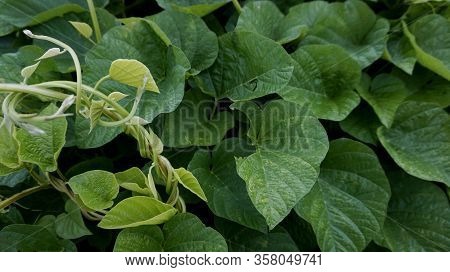 A Green Bush And Fresh Leaves Closed Up Photos