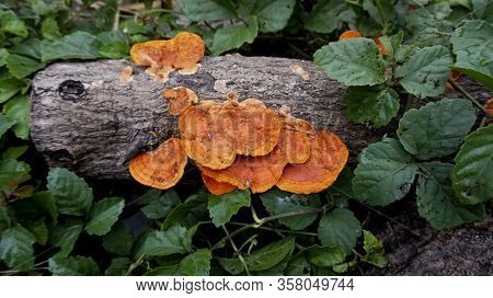 Group Of Red Fungus In Dead Wood Tree