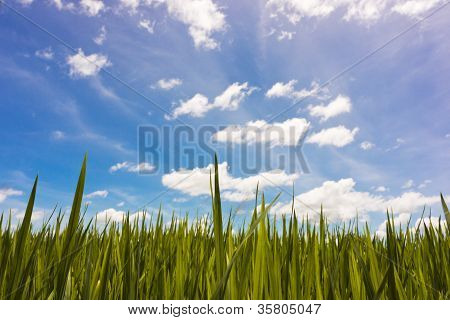 Campo azul céu e casca de arroz