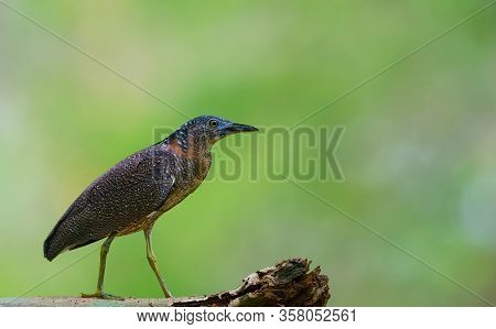 Beautiful Bird In Nature Malayan Night Heron (gorsachius Melanolophus)