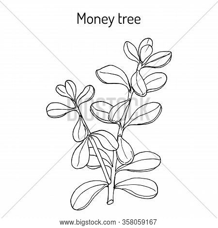 Money Tree Or Jade Plant Crassula Portulacea , Medicinal Plant. Hand Drawn Botanical Vector Illustra