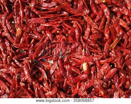 Red Chillies Bright Texture. Drying Mirchi In Sunny. Byadagi Mirchi, Indian Hot Spices. Chilli (caps