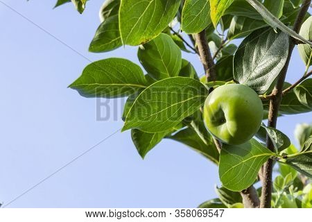 Upward View, Bunch Of Green Raw Persimmon Round Fruits And Green Leaves Under Blue Sky, Kown As Dios