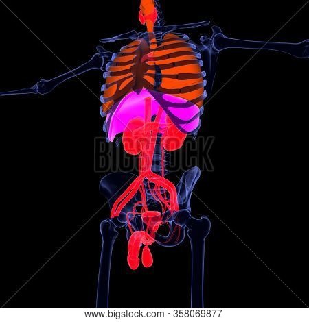 3d Illustration Male Reproductive System 3d Render