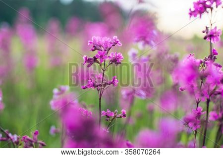 Beautiful Delicate Purple Flowers Viscaria Vulgaris Growing On Meadow In Summertime Close Up.