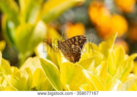 Speckled Wood Butterfly On A Leaf In A Garden In Brittany