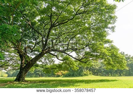 The Greenery Leaves Branches Of Big Rain Tree Sprawling Cover On Green Grass Lawn Under Sunshine Mor